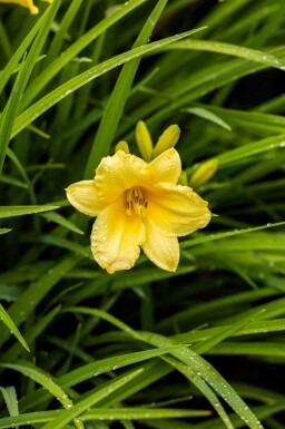 Daglelie Hemerocallis 'Happy Returns' 5-10 pot P9 Hemerocallis 'Happy Returns'