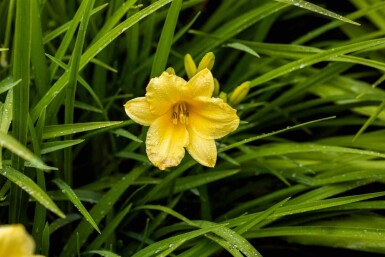 Daglelie Hemerocallis 'Happy Returns' 5-10 pot P9 Hemerocallis 'Happy Returns'