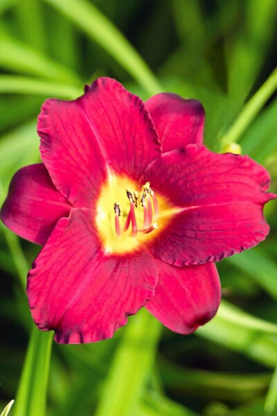 Hemerocallis 'Pardon Me'