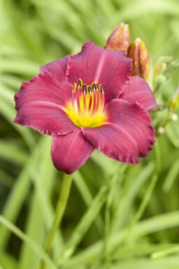 Daglelie Hemerocallis 'Pardon Me' 5-10 pot P9 Hemerocallis 'Pardon Me'