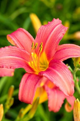 Daglelie Hemerocallis 'Pink Damask' 5-10 pot P9 Hemerocallis 'Pink Damask'