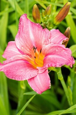 Hemerocallis 'Summer Wine'