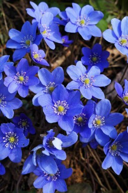 Hepatica nobilis