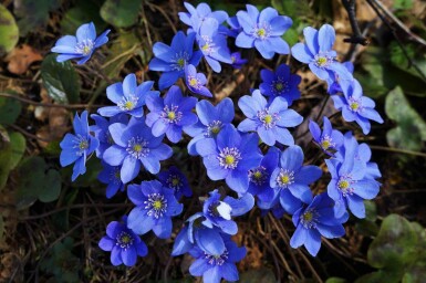 Leverbloempje Hepatica nobilis 5-10 pot P9 Hepatica nobilis