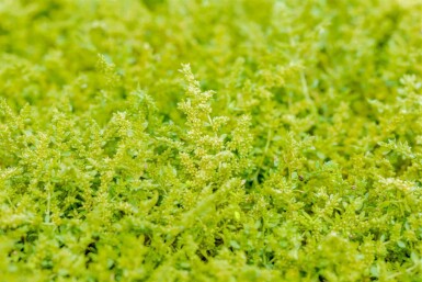 Herniaria glabra