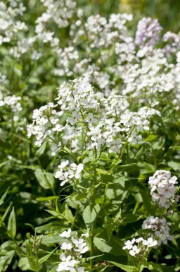 Damastbloem Hesperis matronalis 'Alba' 5-10 pot P9 Hesperis matronalis 'Alba'