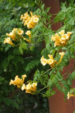 Trompetbloem Campsis radicans 'Flava' Pot Campsis radicans 'Flava'