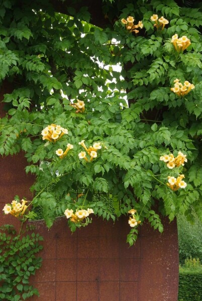 Trompetbloem Campsis radicans 'Flava' Pot