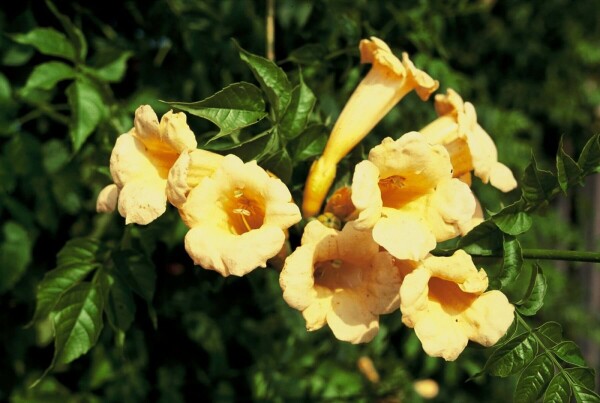 Trompetbloem Campsis radicans 'Flava' Pot