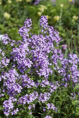 Hesperis matronalis
