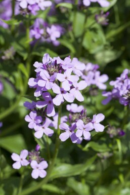 Hesperis matronalis