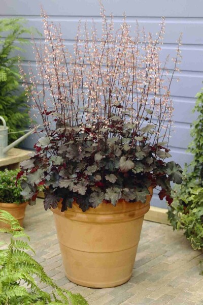 Heuchera micrantha 'Black Beauty'
