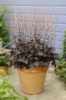 Heuchera micrantha 'Black Beauty'