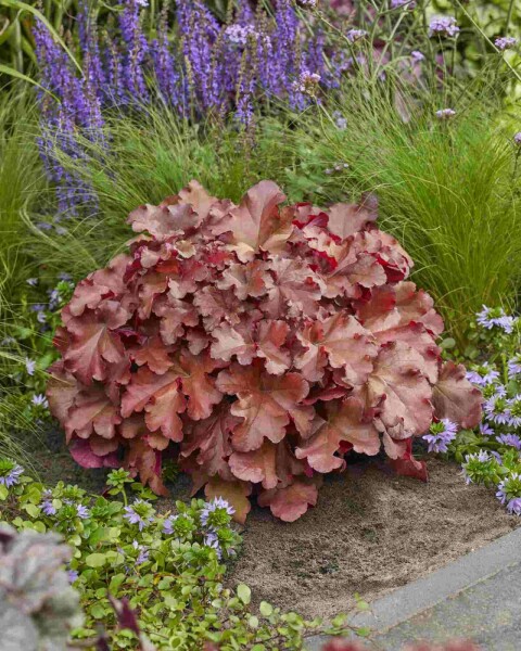 Heuchera 'Boysenberry'