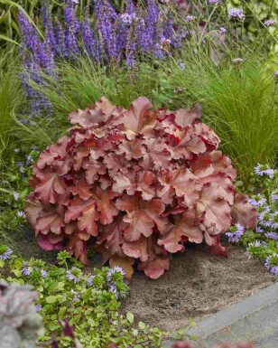 Purperklokje Heuchera 'Boysenberry' 5-10 pot P9 Heuchera 'Boysenberry'