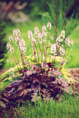 Heuchera micrantha 'Chocolate Ruffles'