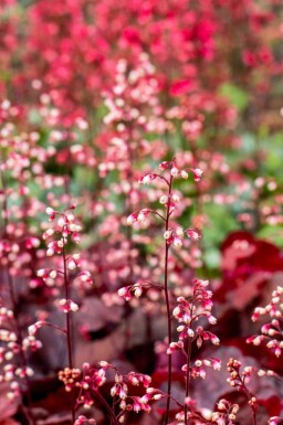 Purperklokje Heuchera micrantha 'Fire Chief' 5-10 pot P9 Heuchera micrantha 'Fire Chief'
