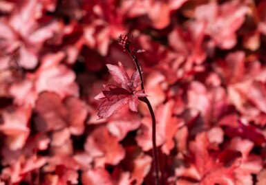 Purperklokje Heuchera micrantha 'Fire Chief' 5-10 pot P9 Heuchera micrantha 'Fire Chief'