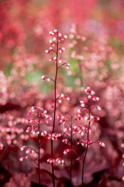 Heuchera micrantha 'Fire Chief'