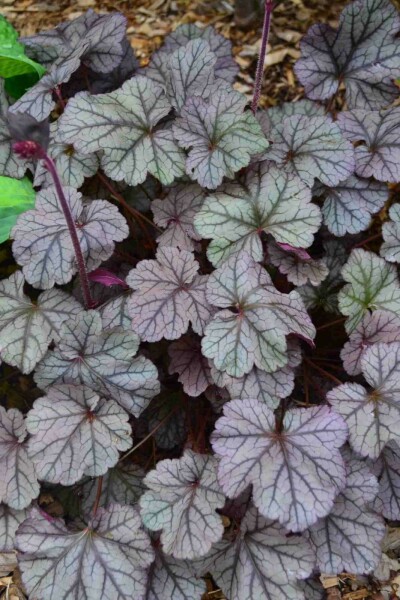Purperklokje Heuchera 'Frosted Violet' 5-10 pot P9 Heuchera 'Frosted Violet'