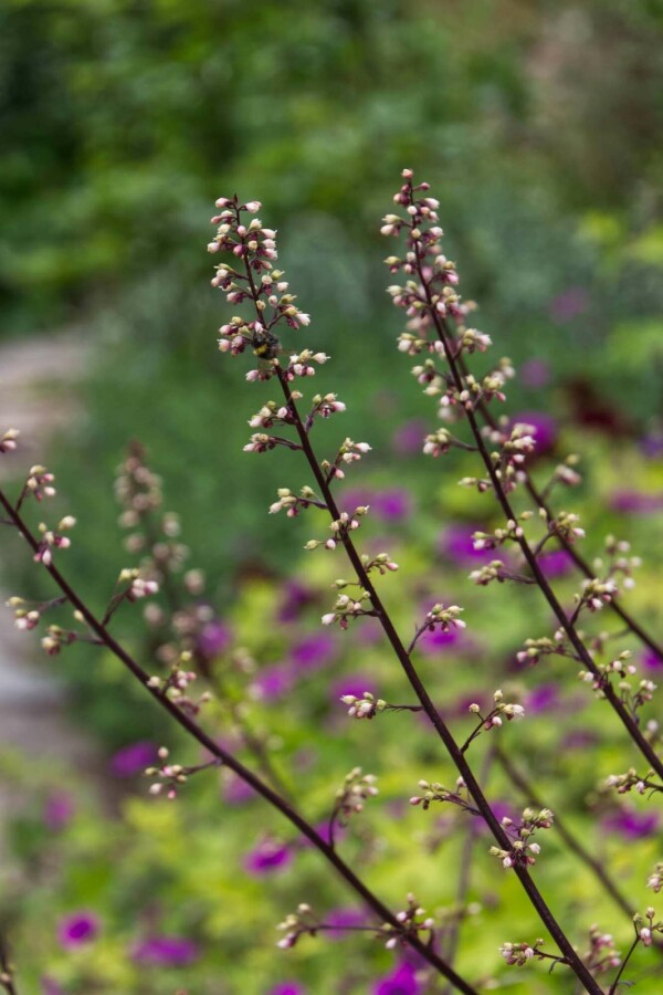 Purperklokje Heuchera 'Frosted Violet' 5-10 pot P9 Heuchera 'Frosted Violet'