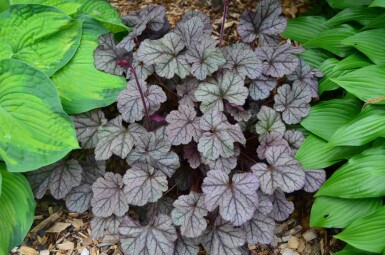 Purperklokje Heuchera 'Frosted Violet' 5-10 pot P9 Heuchera 'Frosted Violet'
