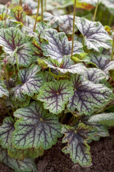 Purperklokje Heuchera americana 'Green Spice' 5-10 pot P9 Heuchera americana 'Green Spice'