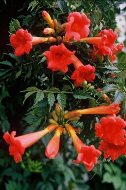 Trompetklimmer Campsis tagliabuana 'Madame Galen' Pot Campsis × tagliabueana 'Madame Galen'