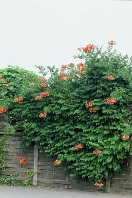 Trompetklimmer Campsis tagliabuana 'Madame Galen' Pot Campsis × tagliabueana 'Madame Galen'