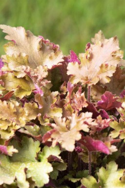 Purperklokje Heuchera villosa 'Marmalade' 5-10 pot P9 Heuchera villosa 'Marmalade'