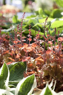 Purperklokje Heuchera villosa 'Marmalade' 5-10 pot P9 Heuchera villosa 'Marmalade'