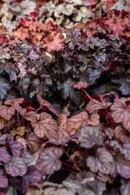 Purperklokje Heuchera micrantha 'Obsidian' 5-10 pot P9 Heuchera micrantha 'Obsidian'