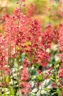 Purperklokje Heuchera micrantha 'Paris' 5-10 pot P9 Heuchera micrantha 'Paris'