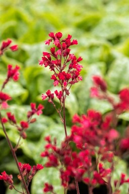 Heuchera micrantha 'Paris'