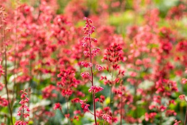 Heuchera micrantha 'Paris'