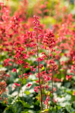 Heuchera micrantha 'Paris'