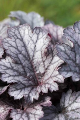 Heuchera micrantha 'Plum Pudding'