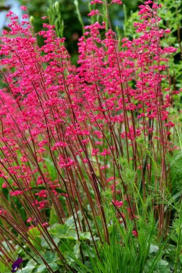 Purperklokje Heuchera sanguinea 5-10 pot P9 Heuchera sanguinea