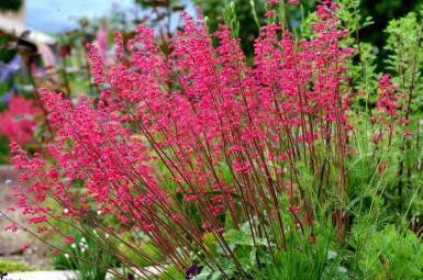 Purperklokje Heuchera sanguinea 5-10 pot P9 Heuchera sanguinea