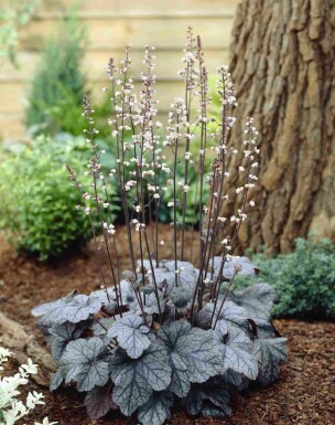 Heuchera micrantha 'Silver Scrolls'