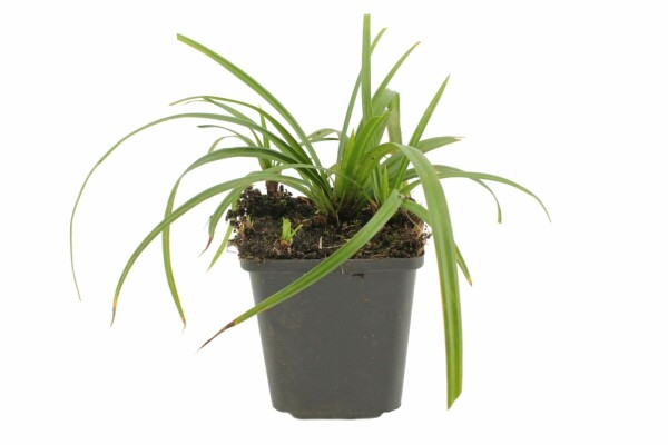 Zegge Carex foliosissima 'Irish Green' Pot
