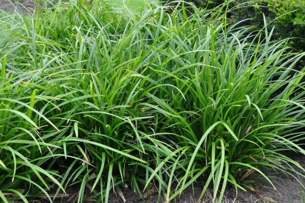 Zegge Carex foliosissima 'Irish Green' Pot