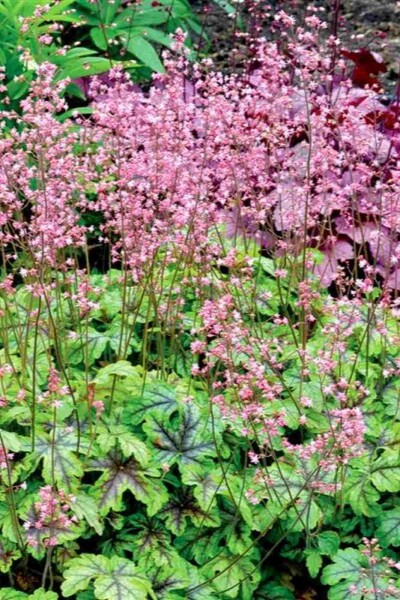 Purperklokje Heucherella 'Tapestry' 5-10 pot P9 Heucherella 'Tapestry'