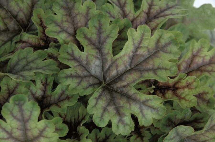 Purperklokje Heucherella 'Tapestry' 5-10 pot P9 Heucherella 'Tapestry'