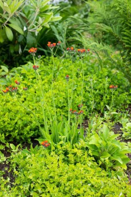 Oranje havikskruid Hieracium aurantiacum 5-10 pot P9 Hieracium aurantiacum