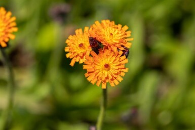 Oranje havikskruid Hieracium aurantiacum 5-10 pot P9 Hieracium aurantiacum