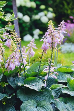 Hosta sieboldiana 'Big Daddy'