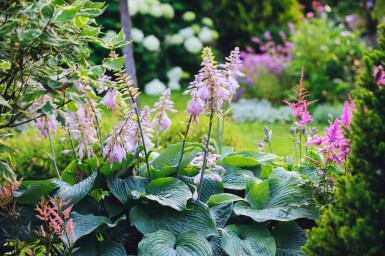 Hosta sieboldiana 'Big Daddy'