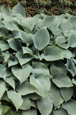 Hosta tokudama 'Blue Cadet'