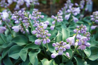 Hosta tokudama 'Blue Mouse Ears'